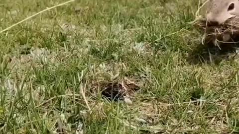 This gopher is building a new nest