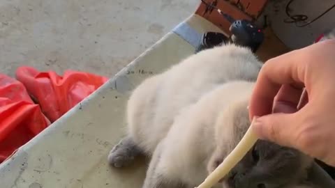 The crab meat-eating Siamese cat.