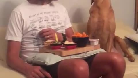 Dog looks at its owners' plate of food and then looks away as he_gets caught