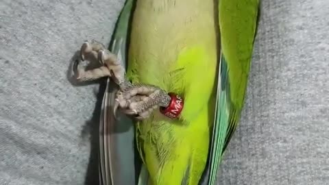 BEAUTIFUL PARROT ENJOYING MOMENTS