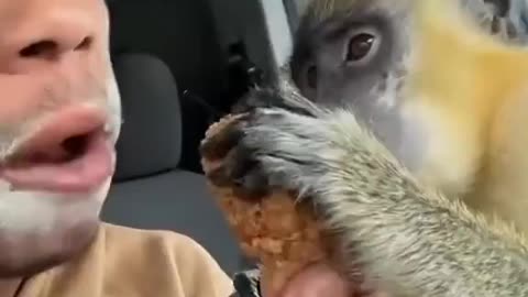 Eating Chicken With A Monkey