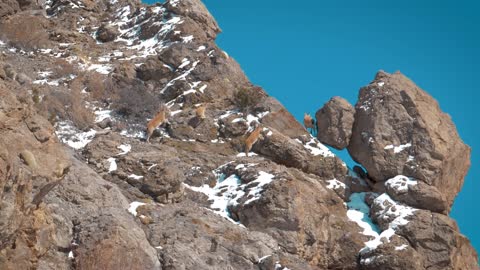Mountain Goats on a Rocky Mountain