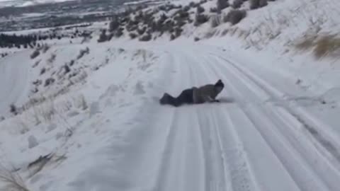 Skier skis down hill, skis fly off feet and he lands on his back