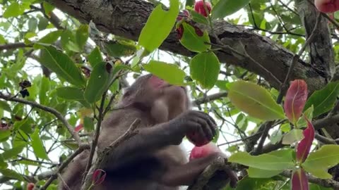 #babymonkey #Animal animals #viral #monkey #cute_19