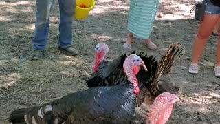 Funny turkeys only respond to owner