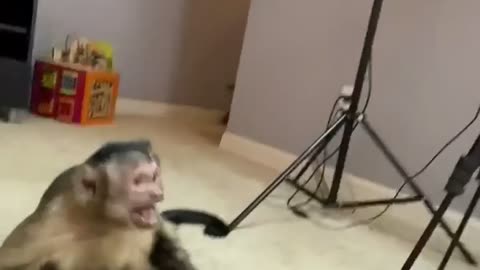 Man plays with monkey