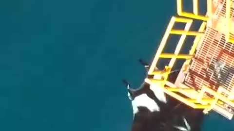 Massive oceanic manta ray swimming by an offshore rig near Trinidad