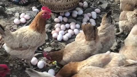 This man can't pick up eggs faster than a chicken