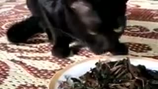 Black cats eat black fish,Black cat is also black fate