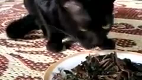 Black cats eat black fish,Black cat is also black fate