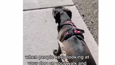 funny dog & Funny Video Compilation, || Animals International Video 2022