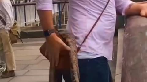 Public Prank With Rubber Snake ||