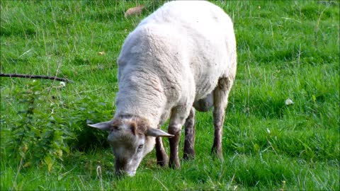 Flies Going Over Mother Sheep While eating Grass