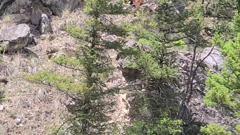 Hungry Bear Sends Rocks Tumbling Down Mountain