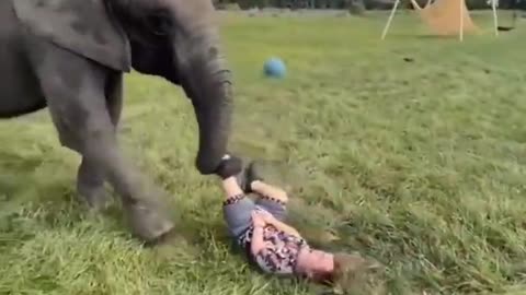 Elephant playing with football his onwer friend like never before