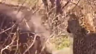 Biggest Leopard Hunt Fail Ever #shorts #wildanimals #leopard