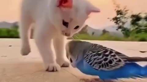 Cat and parrot fighting Cute animal bird