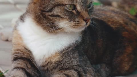 Bahut khoob Sundar cat 😺🐈😺🐈😺 and video