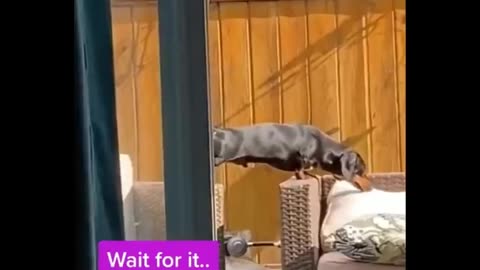 Funniest animals 🤣 best of 2023 funny animals video cutest animals ever😜