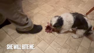 Hotdog vs. Shih Tzu