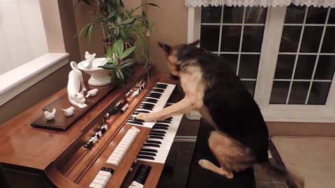 Compilation Of Clever Dogs Flaunting Their Many Talents