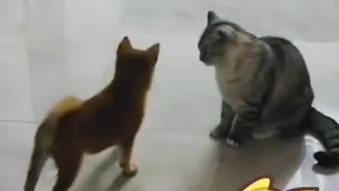 Dog vs Cat | FunnyCat | funnyDog