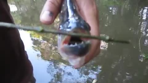 Piranha Scissors