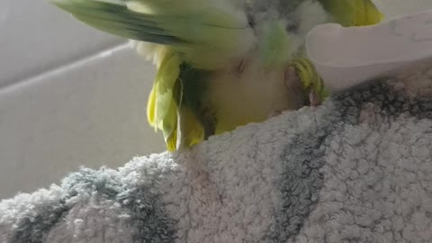 a lovebird picks its feathers