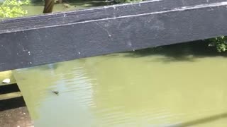 Man jumps from bottom of bridge into murky lake water