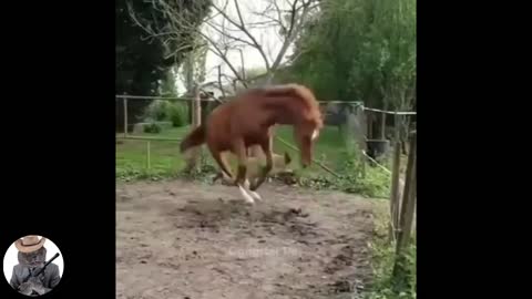 A horse is jumping a lot what a funny and cute thing to watch