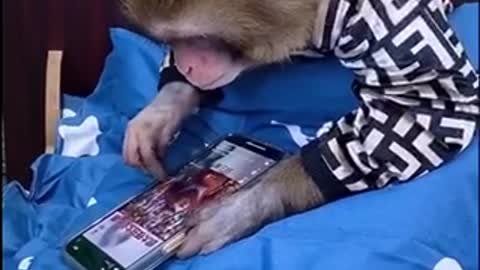 Monkeys play phone 😂
