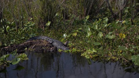 Alligator Sleeping in Everglades Swamp