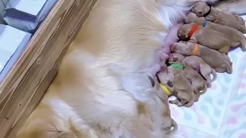 Happy Golden Retriever Dad Excited to Meet Newborn Puppies