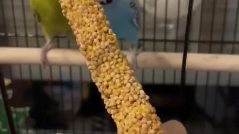Birds eat seeds