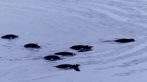 penguins swimming in antartida