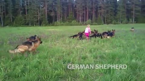 Extreme training and disciplined gramer shepherd dogs