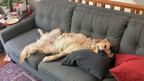 Golden Retriever Cools Off in Front of Fan