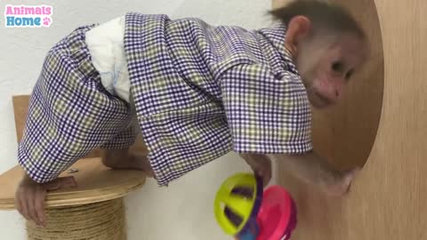 BiBi monkey has fun playing with puppy and cats