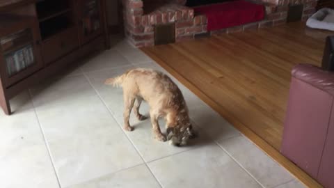 Cute Border Terrier tries Oliver’s chicken challege