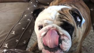 Bulldog Cleaning Drives Dog Crazy