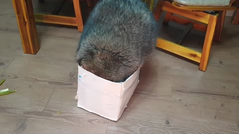 Chunky raccoon tries to squeeze inside tiny cardboard box