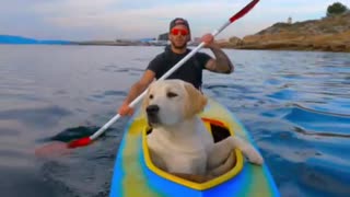 Adventurous dog destined to be a sailing pro