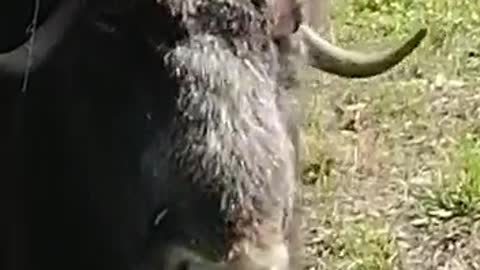 shaggy musk ox