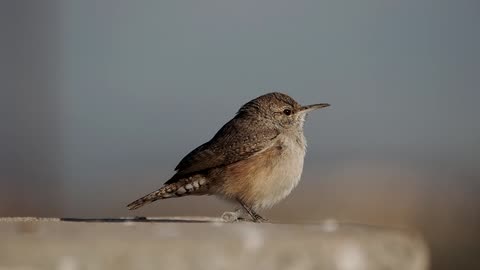 Rock Wren Making Calls