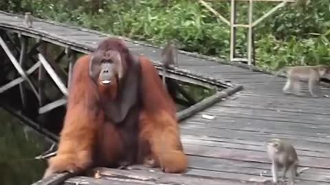 Rumbel_ Funny video _ do not steel steal banana from orangutan