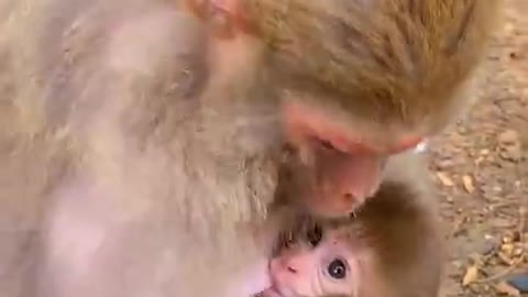 Mother monkey feeding her cute monkey baby