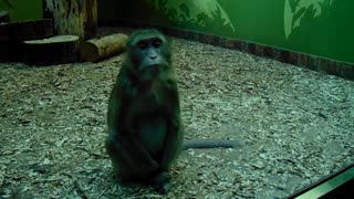 a deadpan monkey living in a zoo