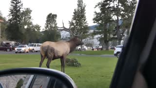 Bull Elk Face Checks a Parked Car