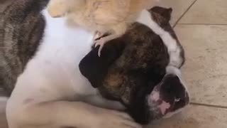 Baby chick and bulldog have become instant best friends