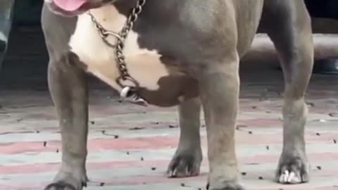 Mud colour Pitbull amazing tongue dog